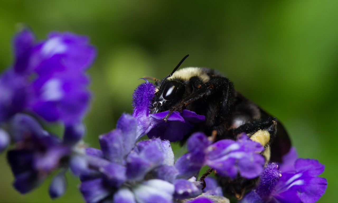 A bumblebee on a flower