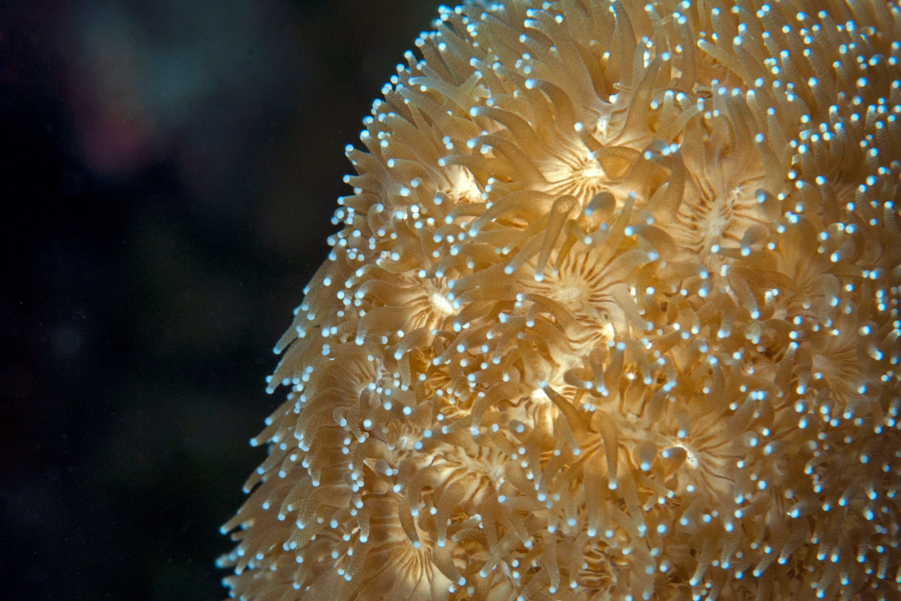 Anemone