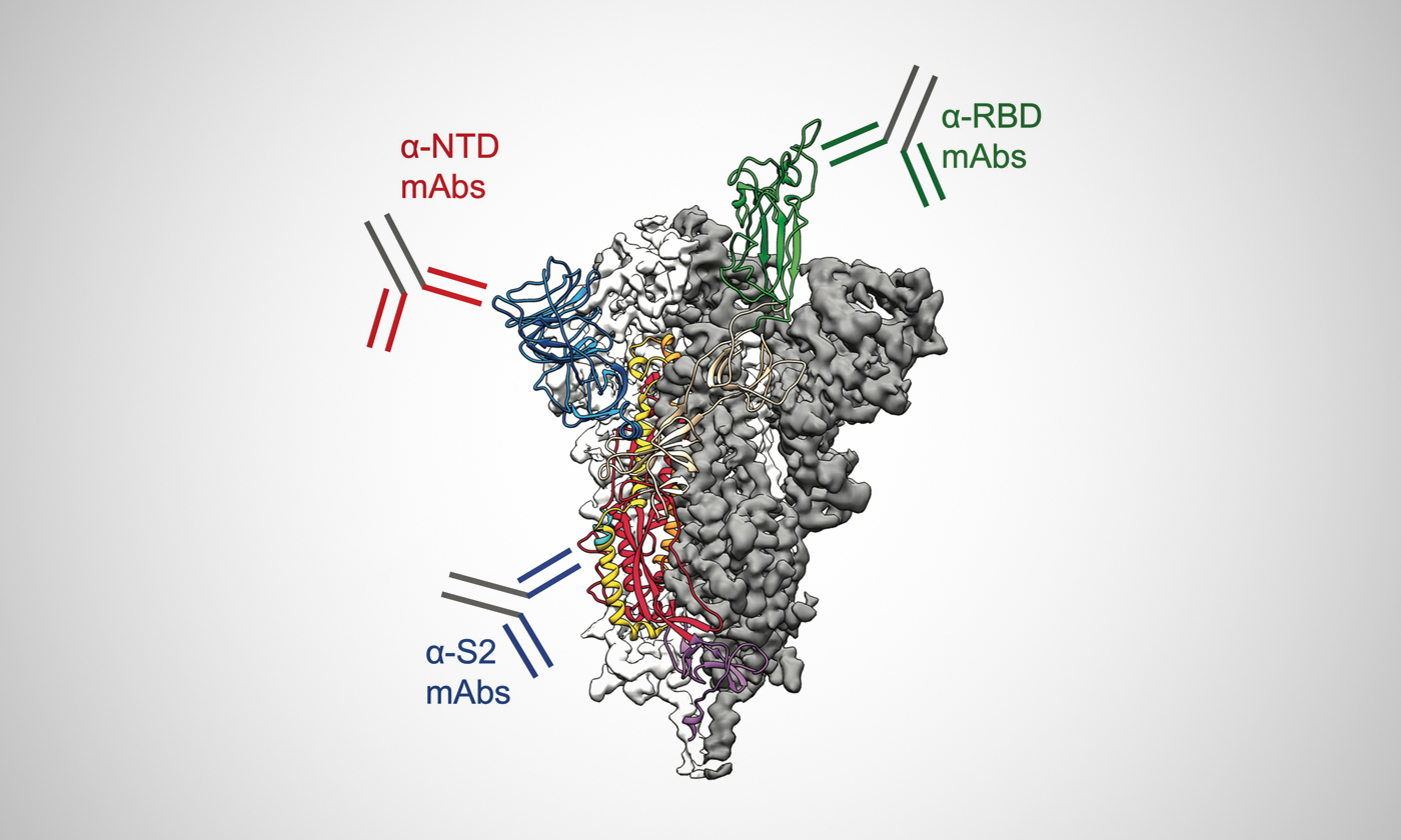 A spike protein from the virus SARS-CoV-2 with antibodies attached