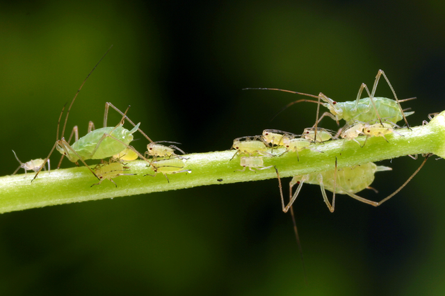 Two adult aphids and nymphs on a stem