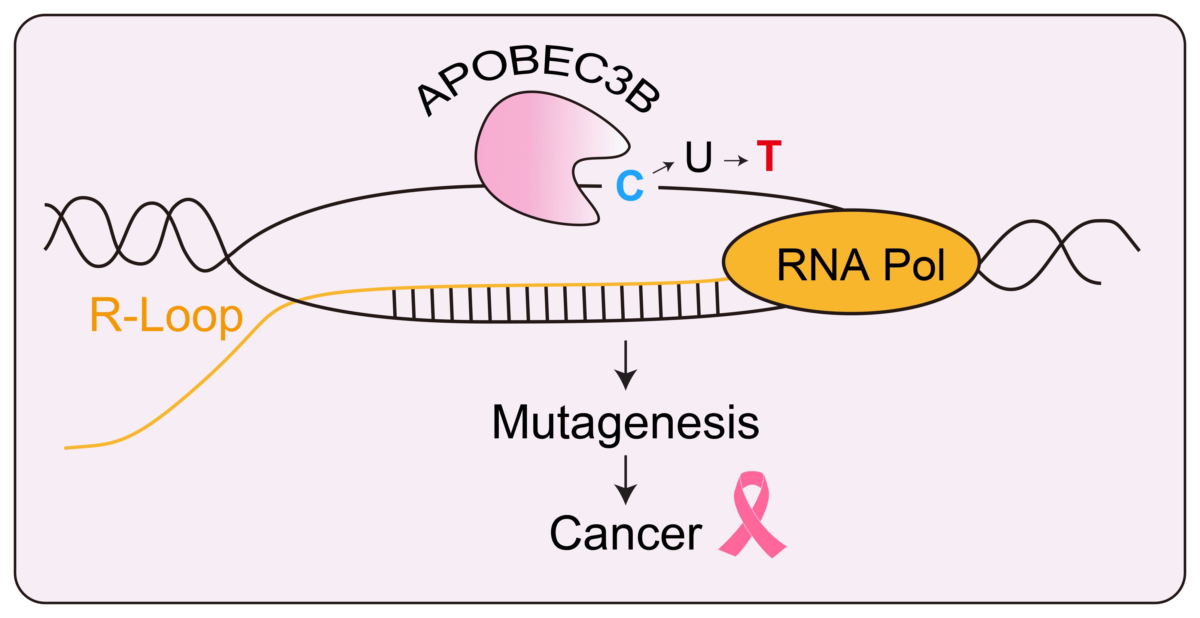 An illustration of how an enzyme caleld APOBEC3B mutates a section of DNA called an R-loop