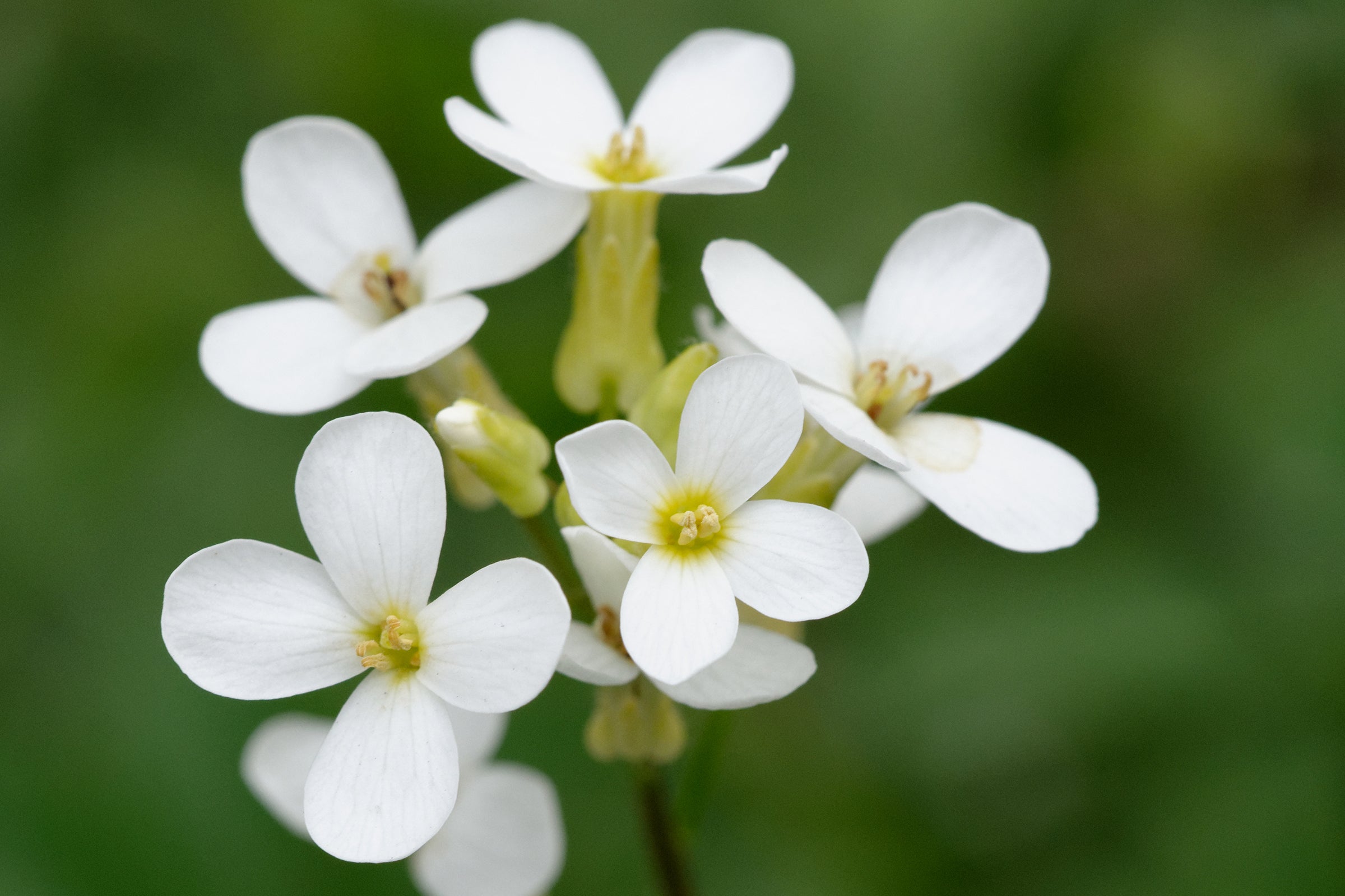 Thale cress (Arabidopsis thaliana), botanic school of the Jardin des Plantes of Paris, France. Photo by Marie-Lan Nguyen / Wikimedia Commons / CC-BY 2.5