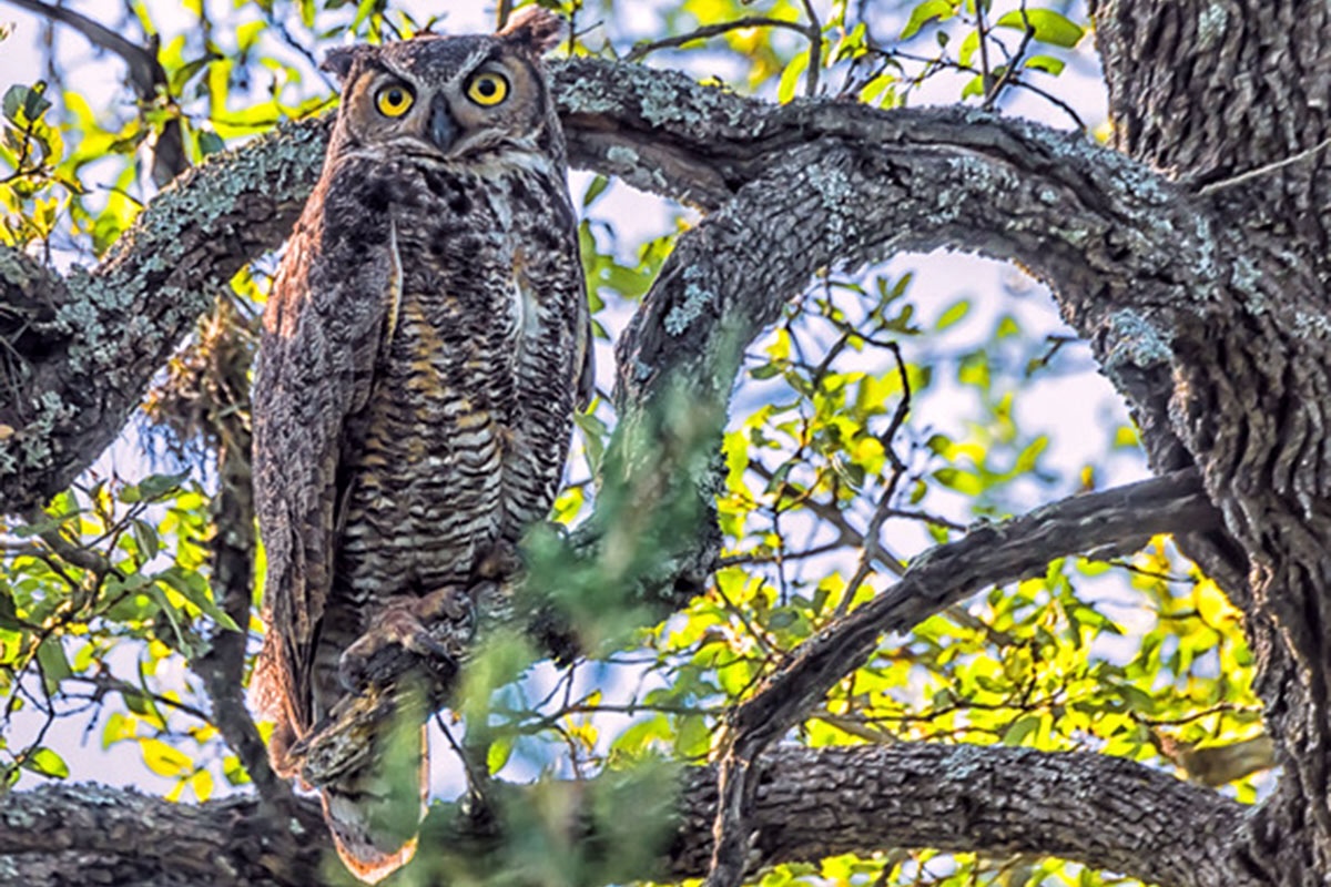 Lady Bird Johnson Wildflower Center Launches Live Owl Nest Cam