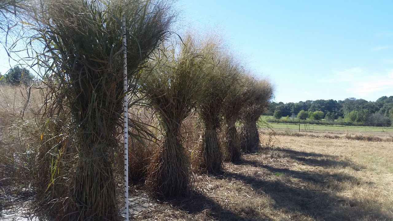 Large bundles of swtichgrass in a field. 