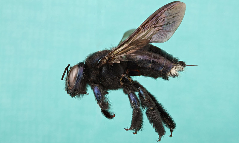 A carpenter bee against a light blue background