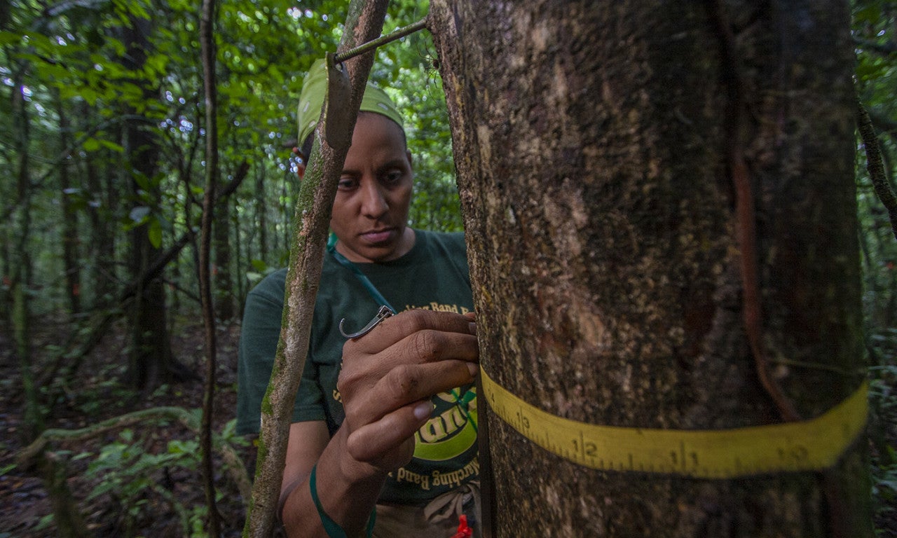 Irene del Carmen Torres Dominguez measures the diameter of a tree on Barro Colorado Island in Panama.