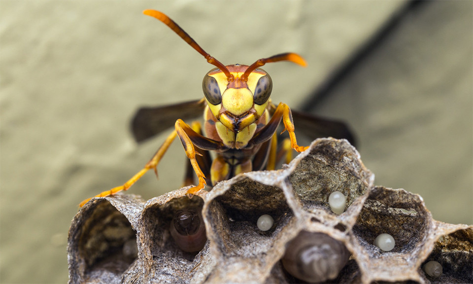 A paper wasp sits atop its nest