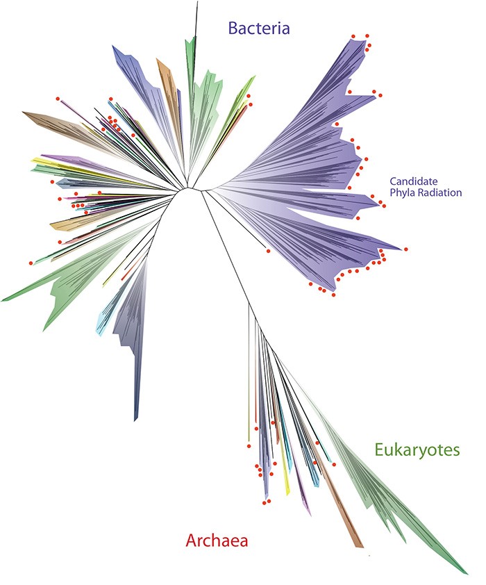 Archaea and eukaryotes.