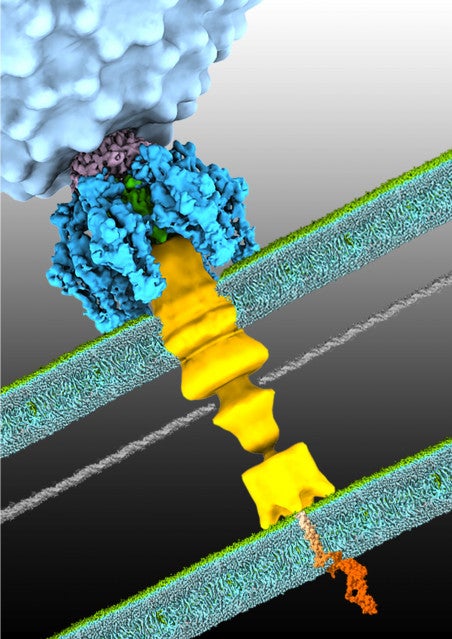 Image shows the protein bacteriophages use to infect cells