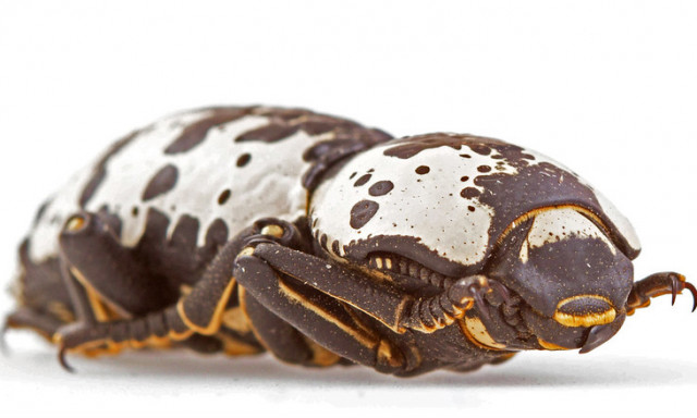a Texas ironclad beetle