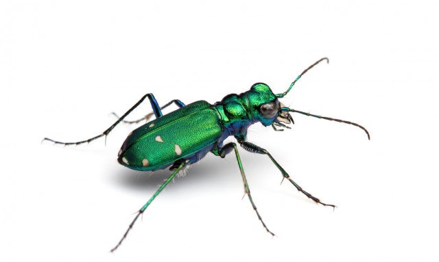 Green tiger beetle