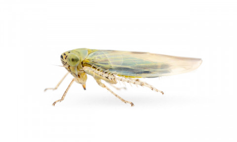 Leafhopper species Macrosteles quadrilineatus.