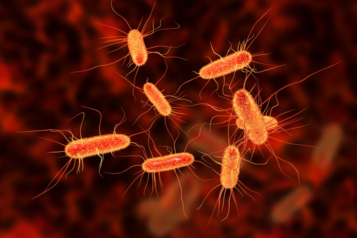 Artist rendering of bacteria in orange on dark brown background