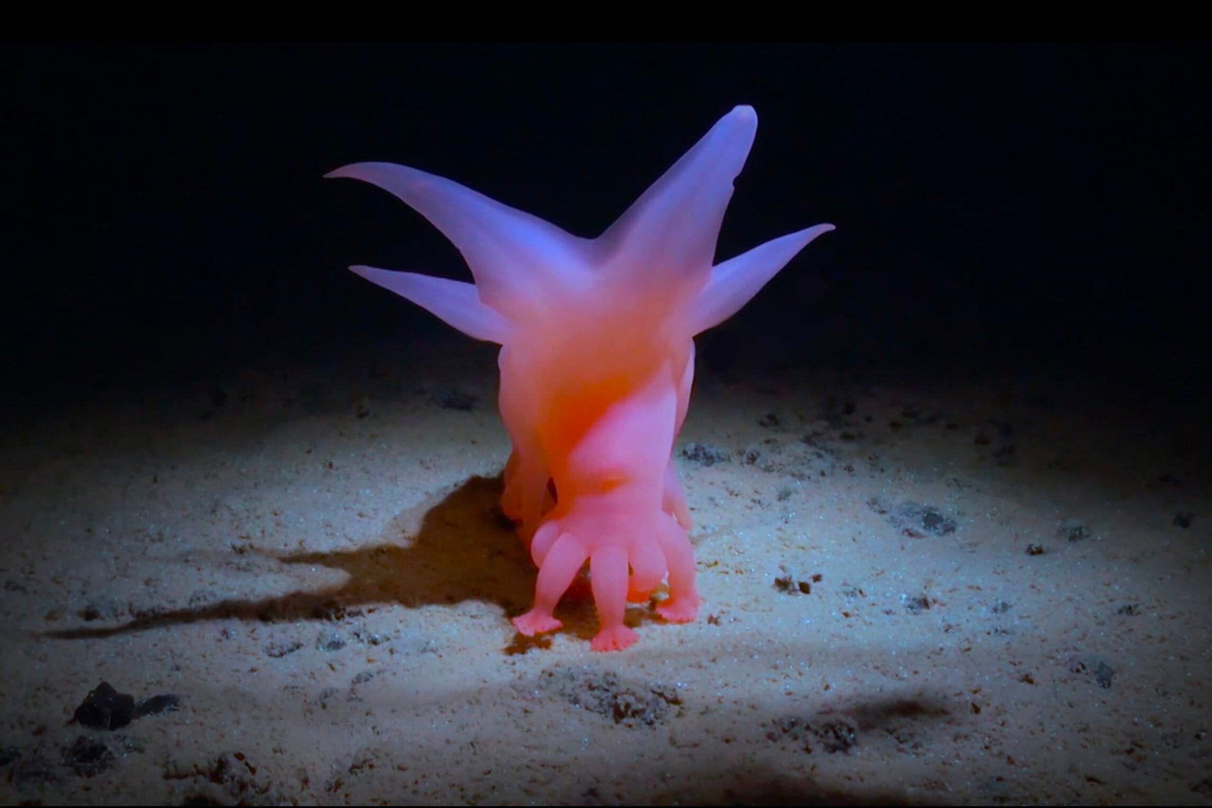 ‘Barbie piglet’ sea cucumber on the deep sea floor