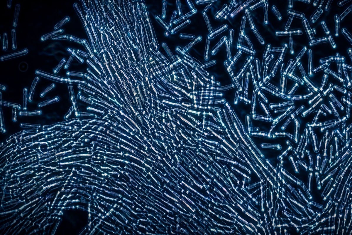 A swarm of small, semitransparent, rod-shaped bacteria