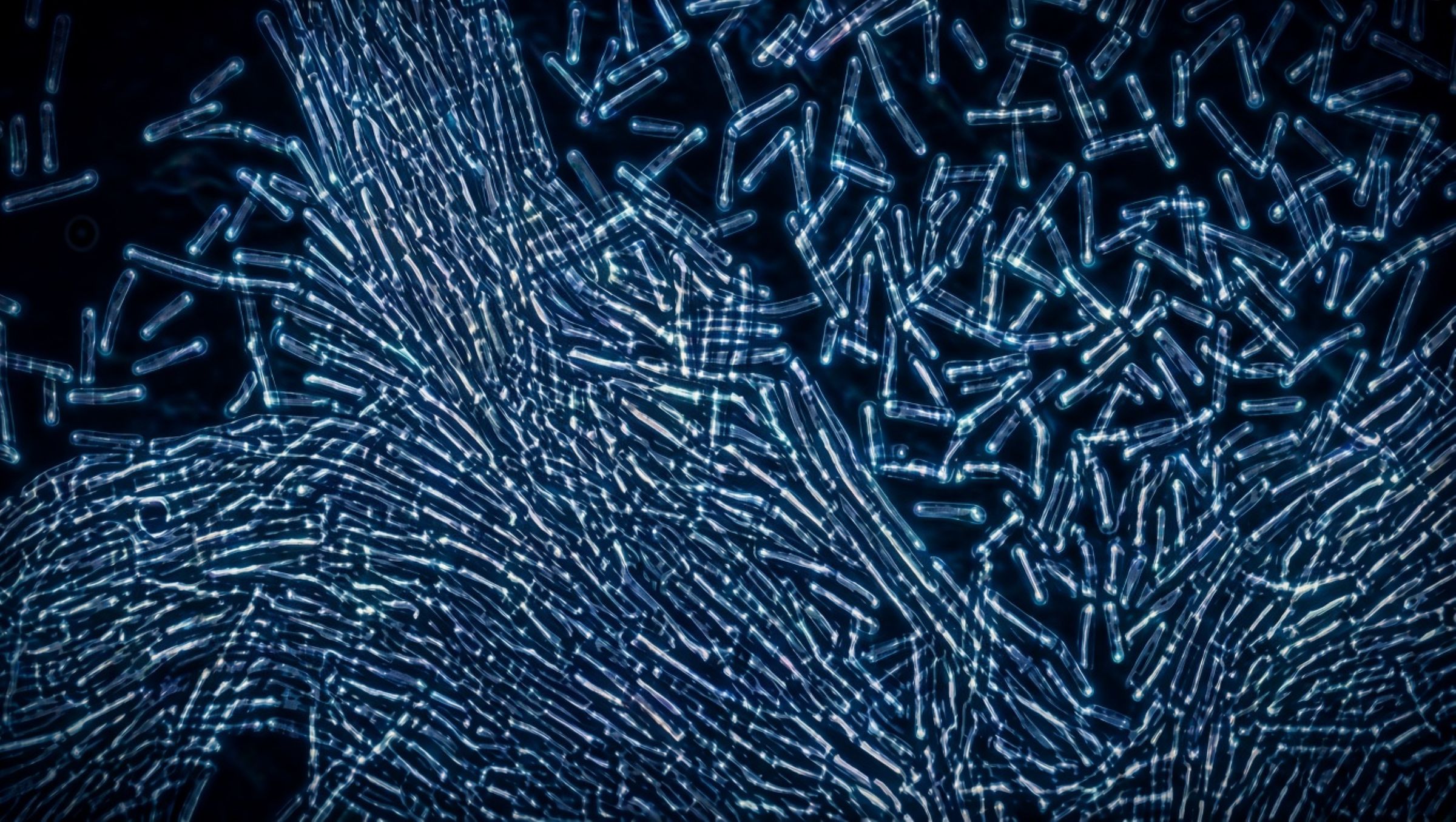 A swarm of small, semitransparent, rod-shaped bacteria