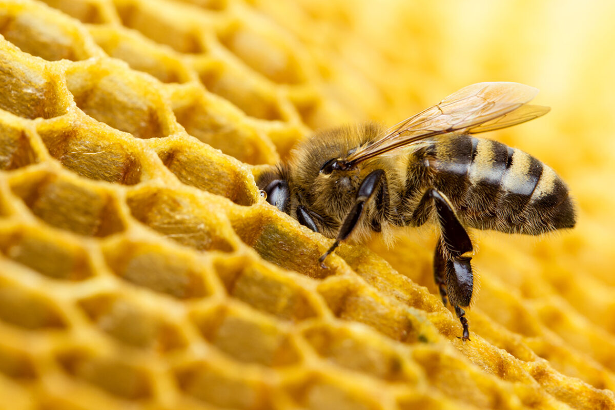 Photo shows a close up of a honey bee with it's head stuck into a honeycomb