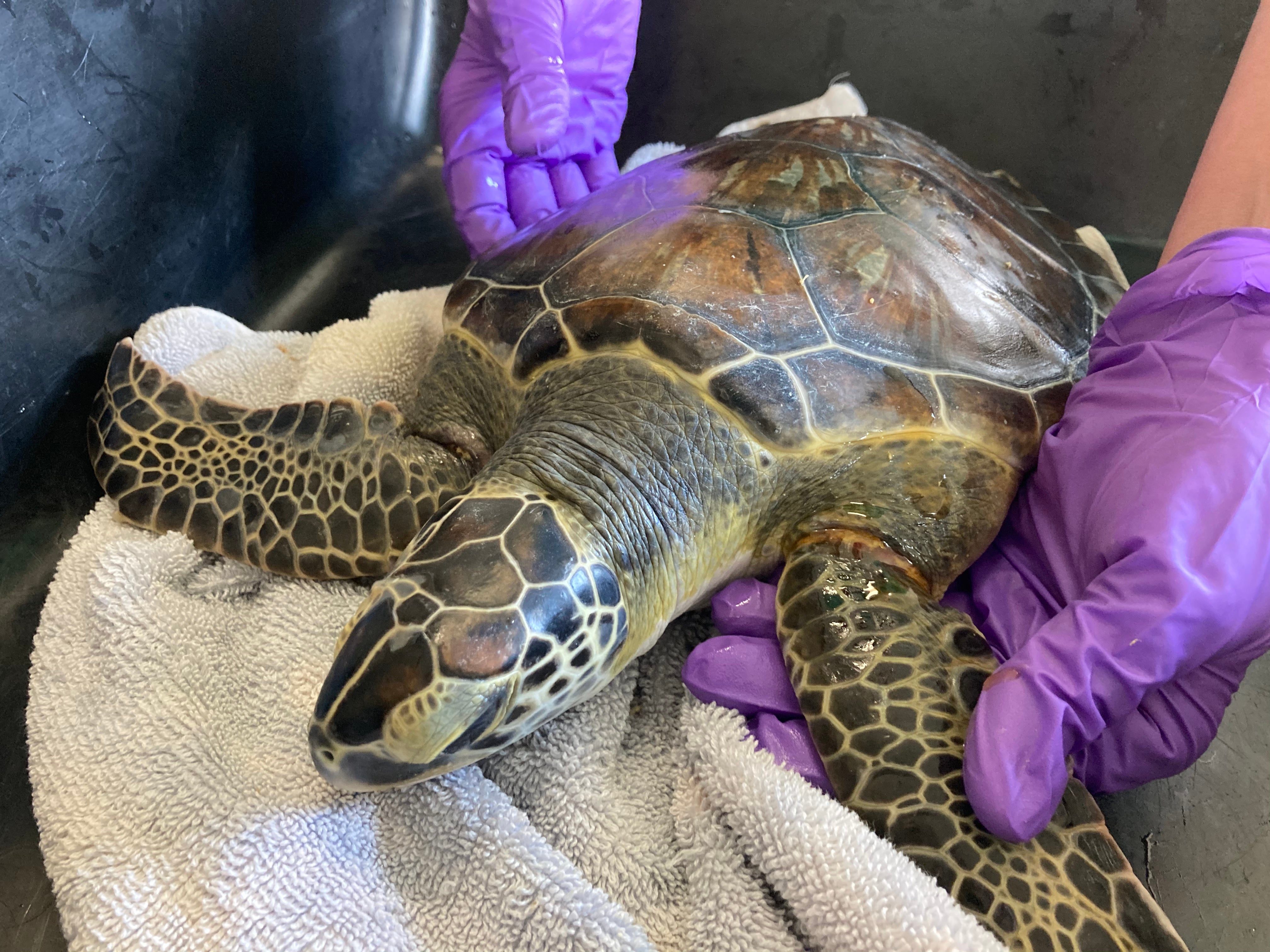 A sea turtle rests on a towel as it is handled by a person in protective gloves