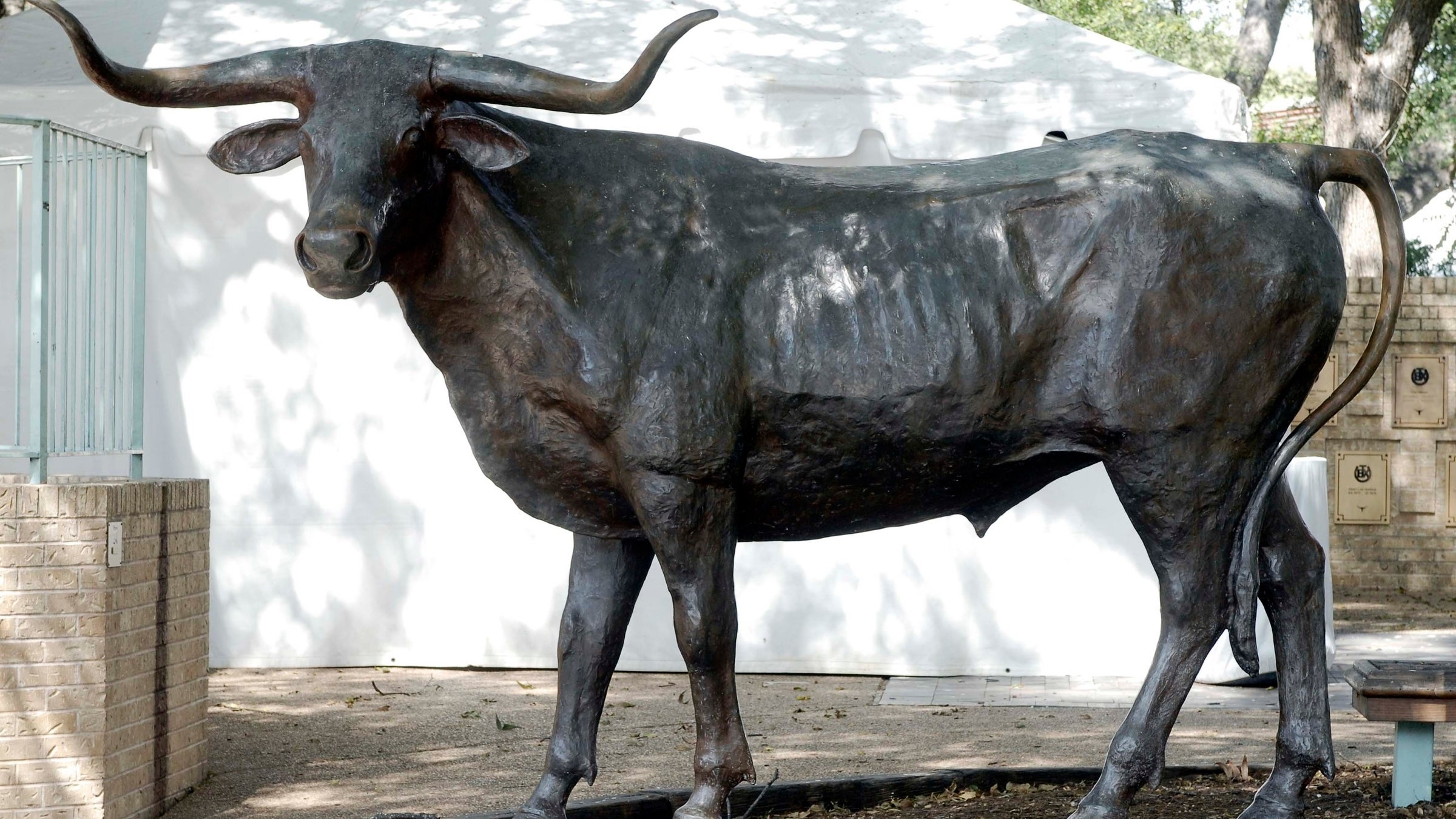 A Longhorn statue in dappled tree shade in an outdoor area