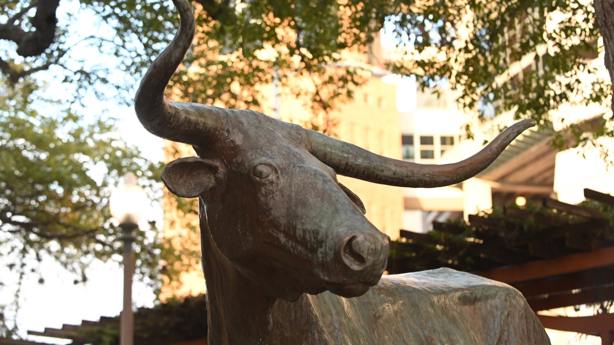 Bevo statue at the UT Alumni Center