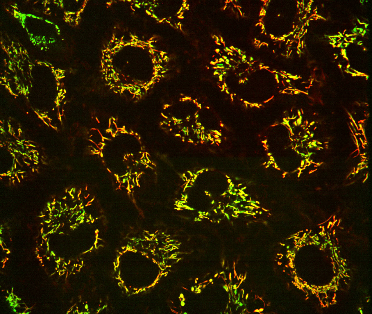 Fluorescent biosensors localized to the mitochondria of human cells