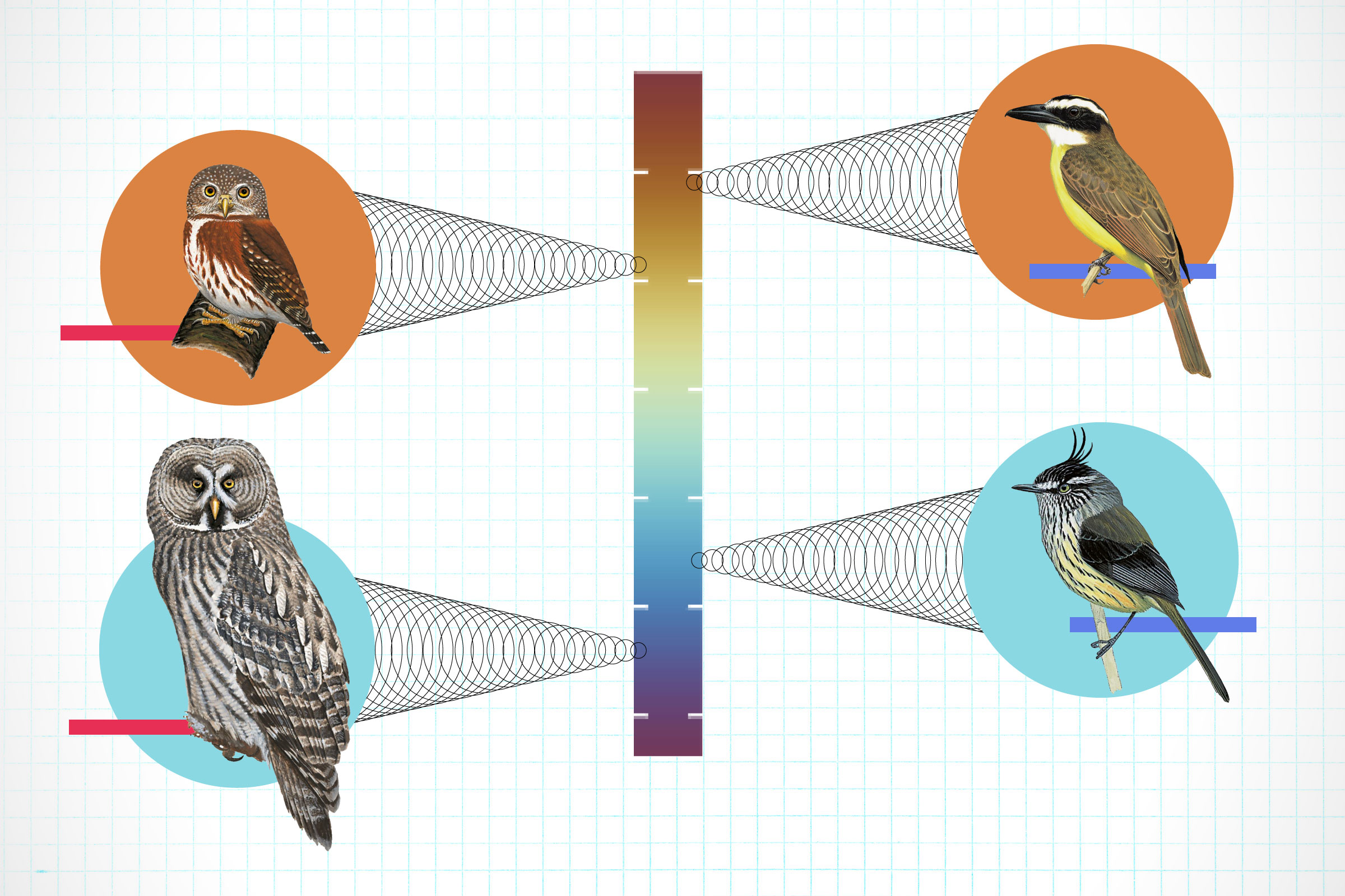 Imaging showing bird species and where they fall on the temperature gradient