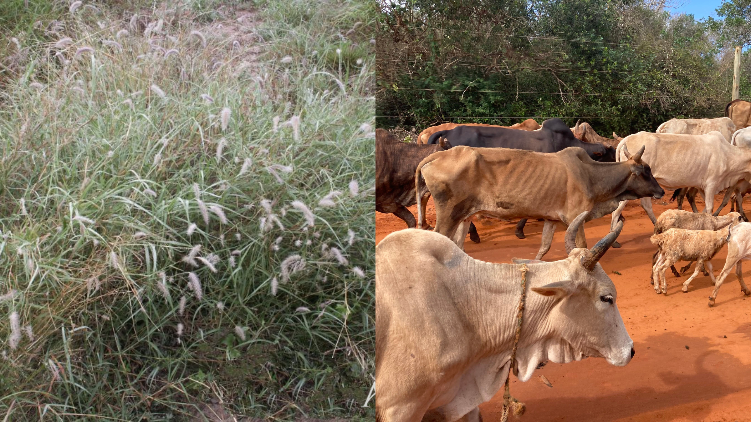 Image of buffelgrass and cattle