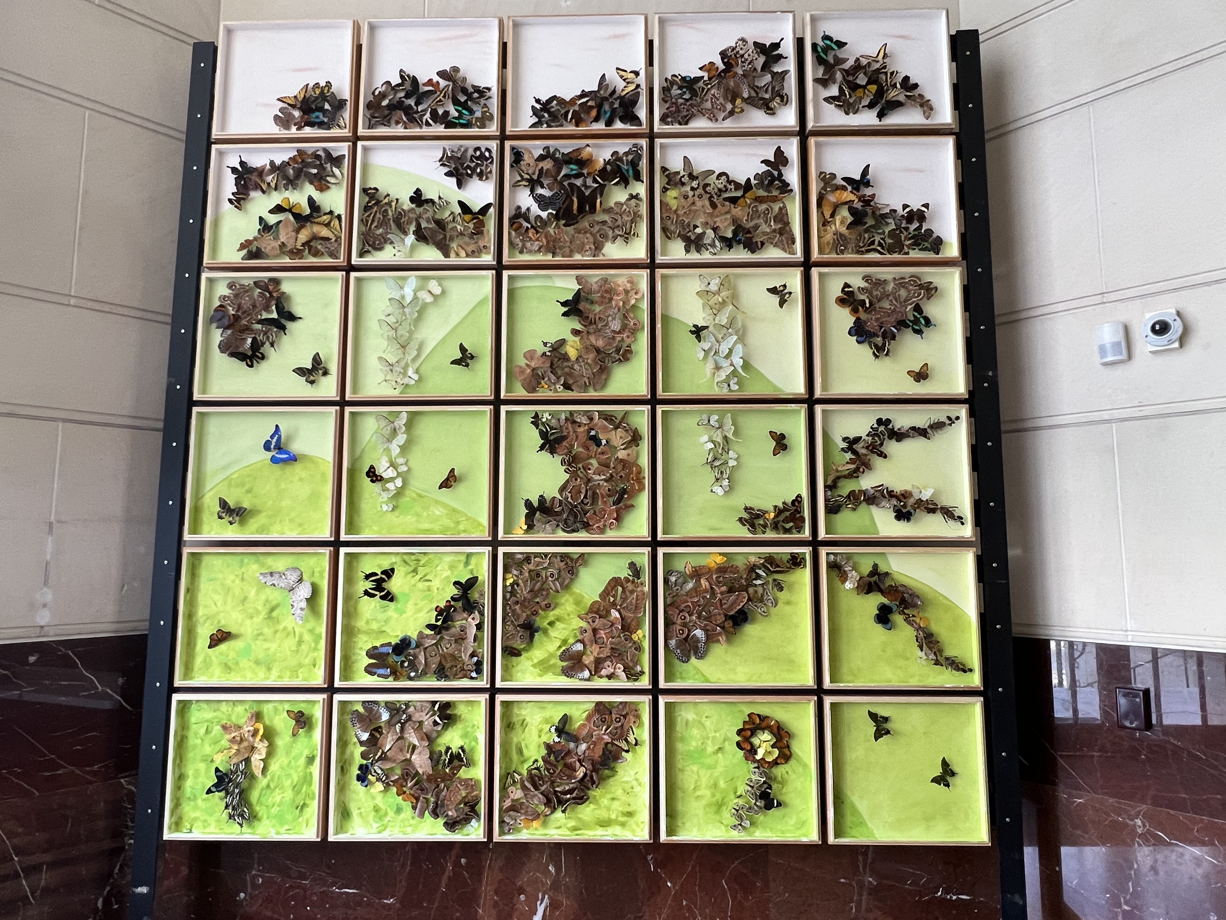 Image of specimen boxes filled with preserved butterflies in the shape of a tree with a green background