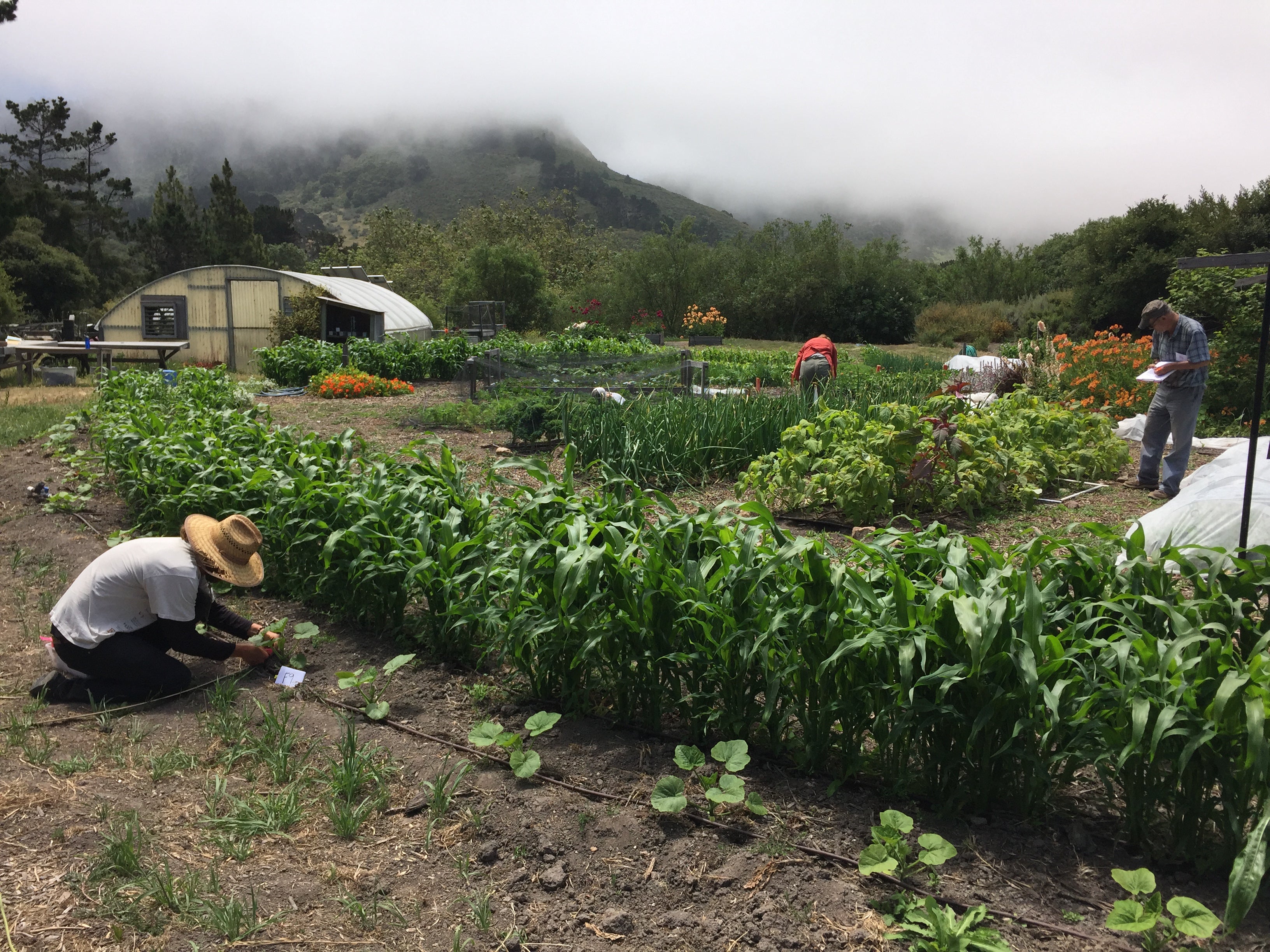 A person in a sunhat crouches beside a crop row in an urban garden