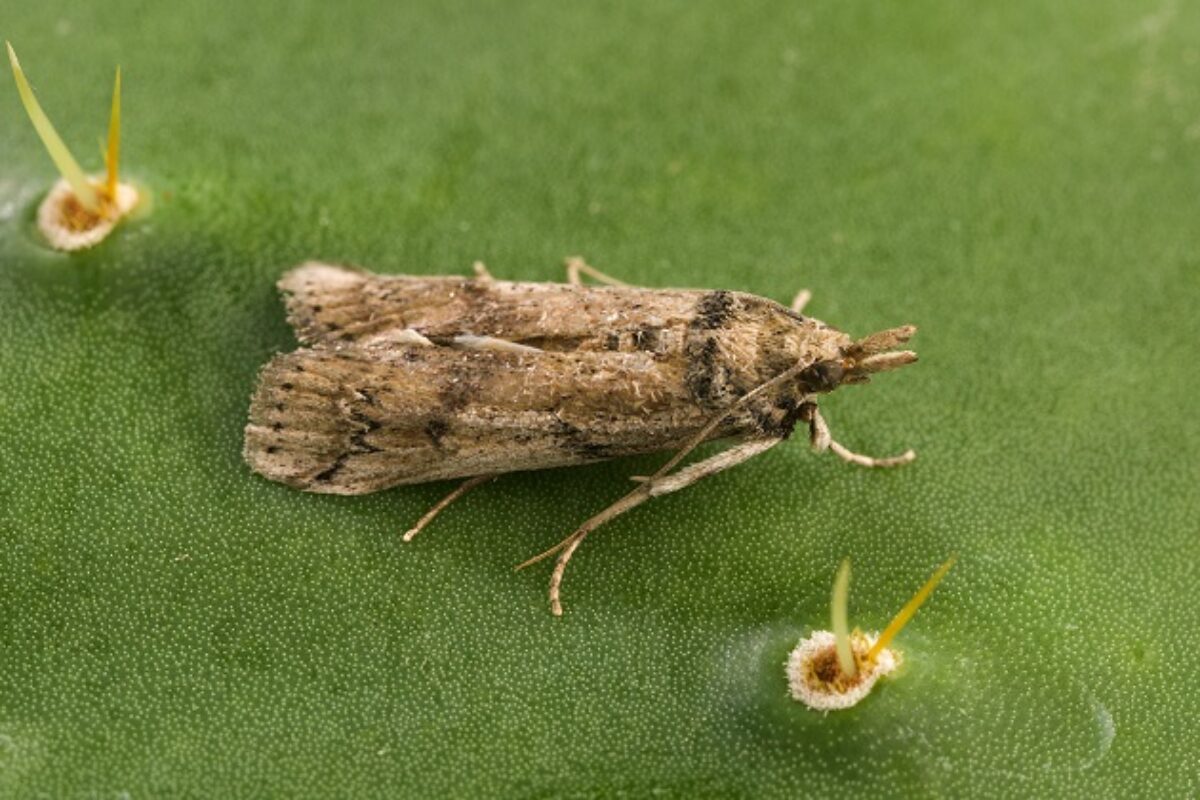 Photo shows a closeup of a brown and grey moth on a prickly pear pad