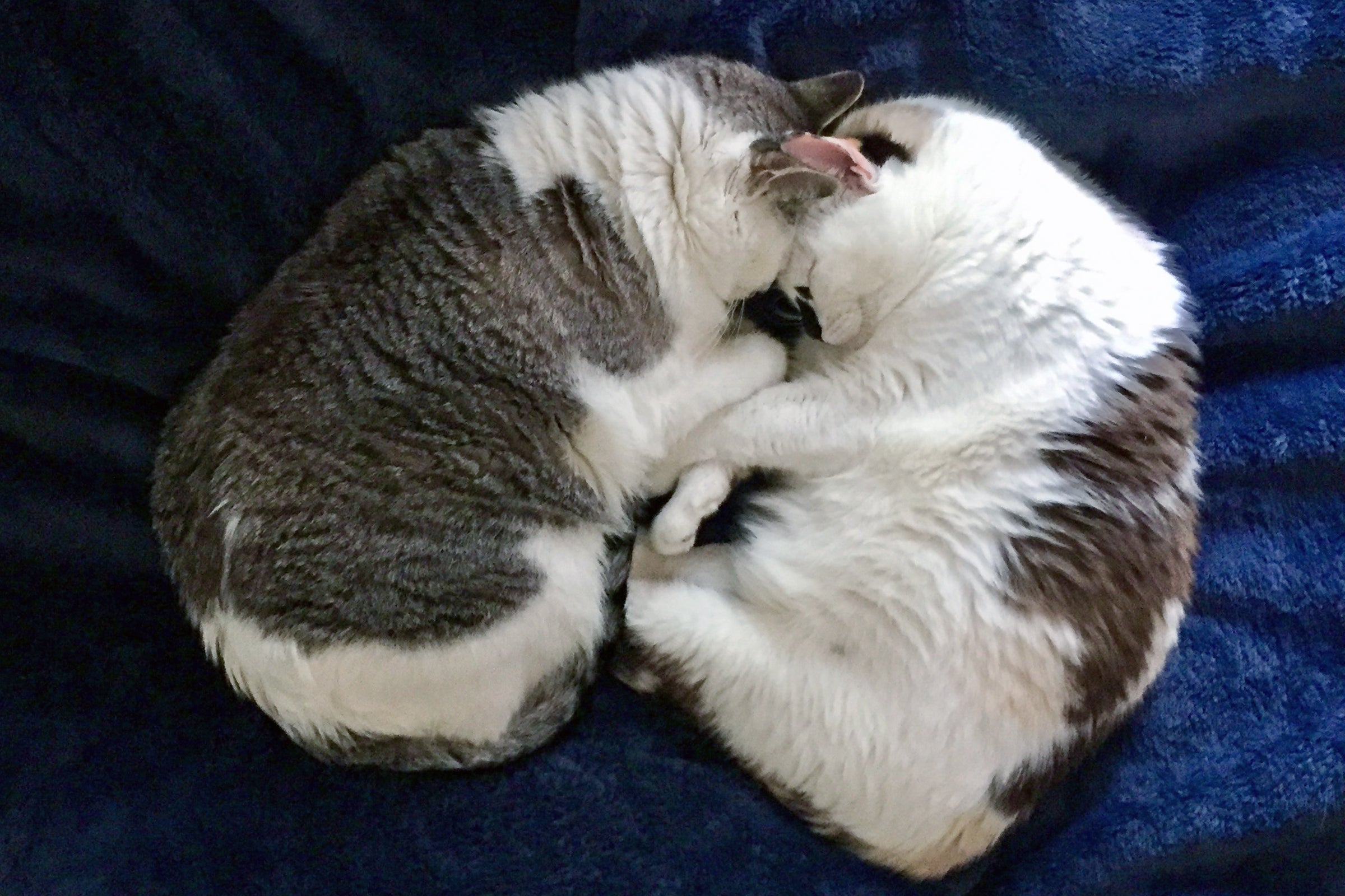 Two cats cuddle together on a dark blue blanket.