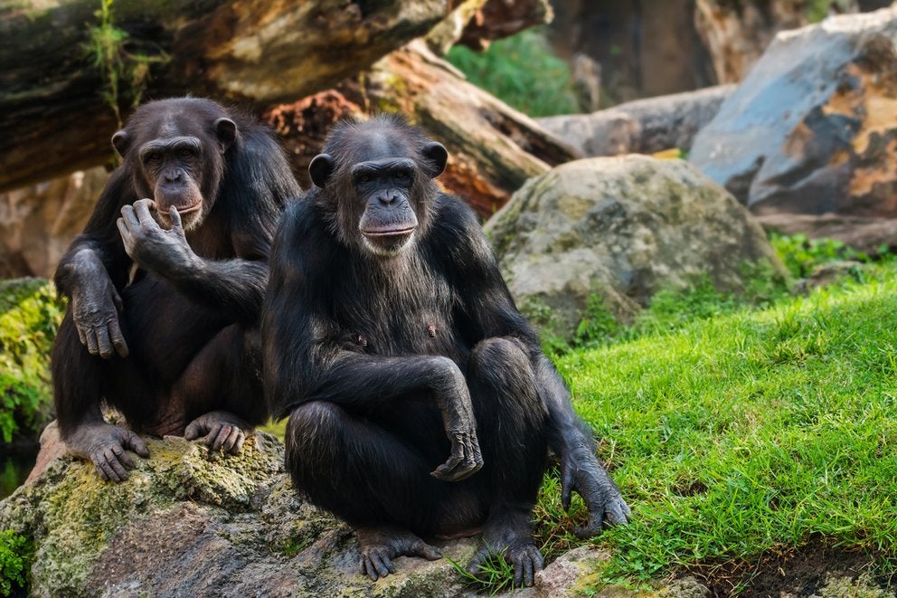 A pair of chimps seated on boulders rest near greenery and in tree shade.