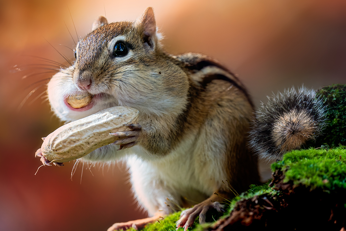 A chipmunk perches on a mossy branch while eating a peanut