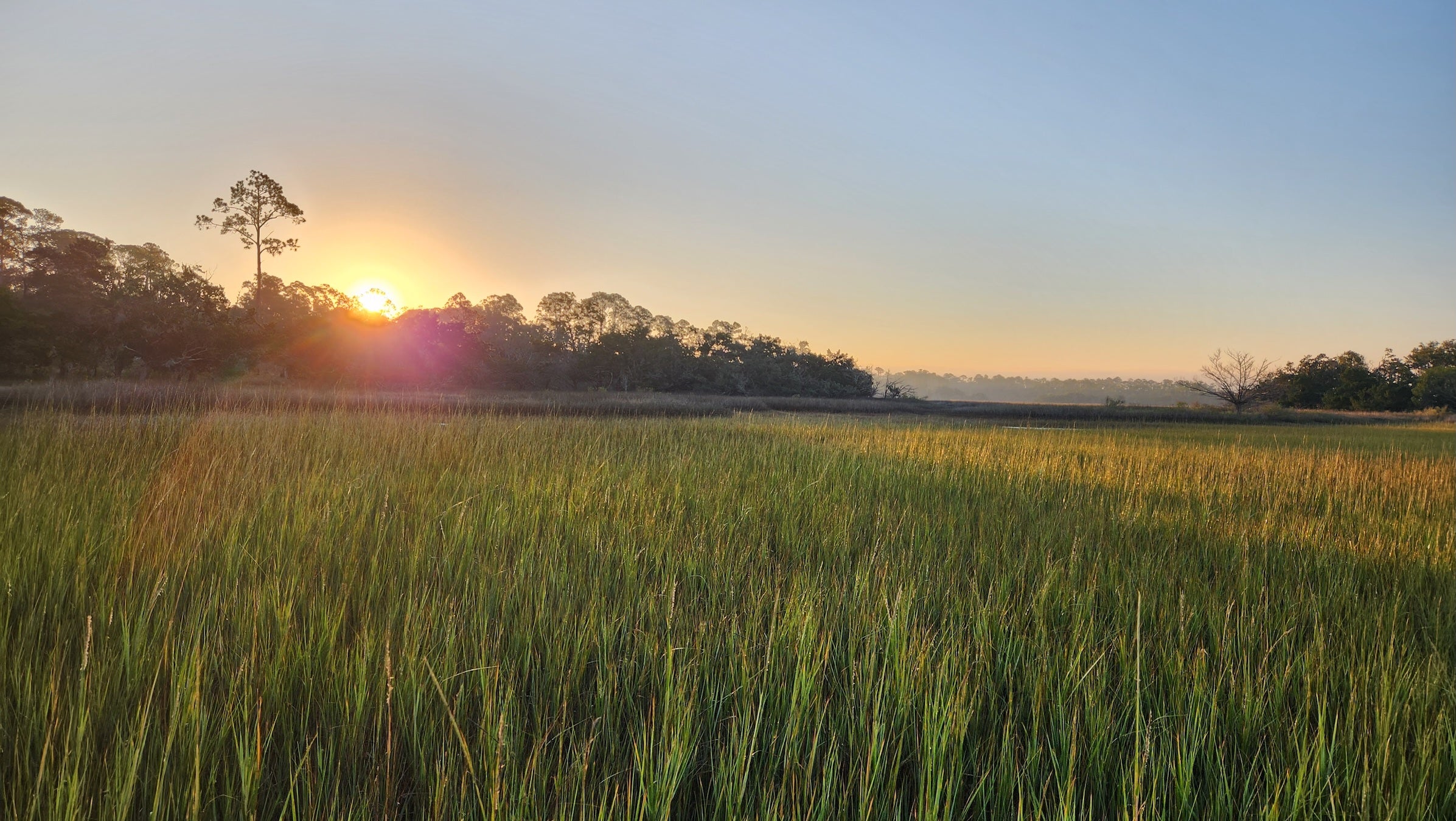The sun rises over a marsh with a lot of greenery in the foreground and trees in the distance.