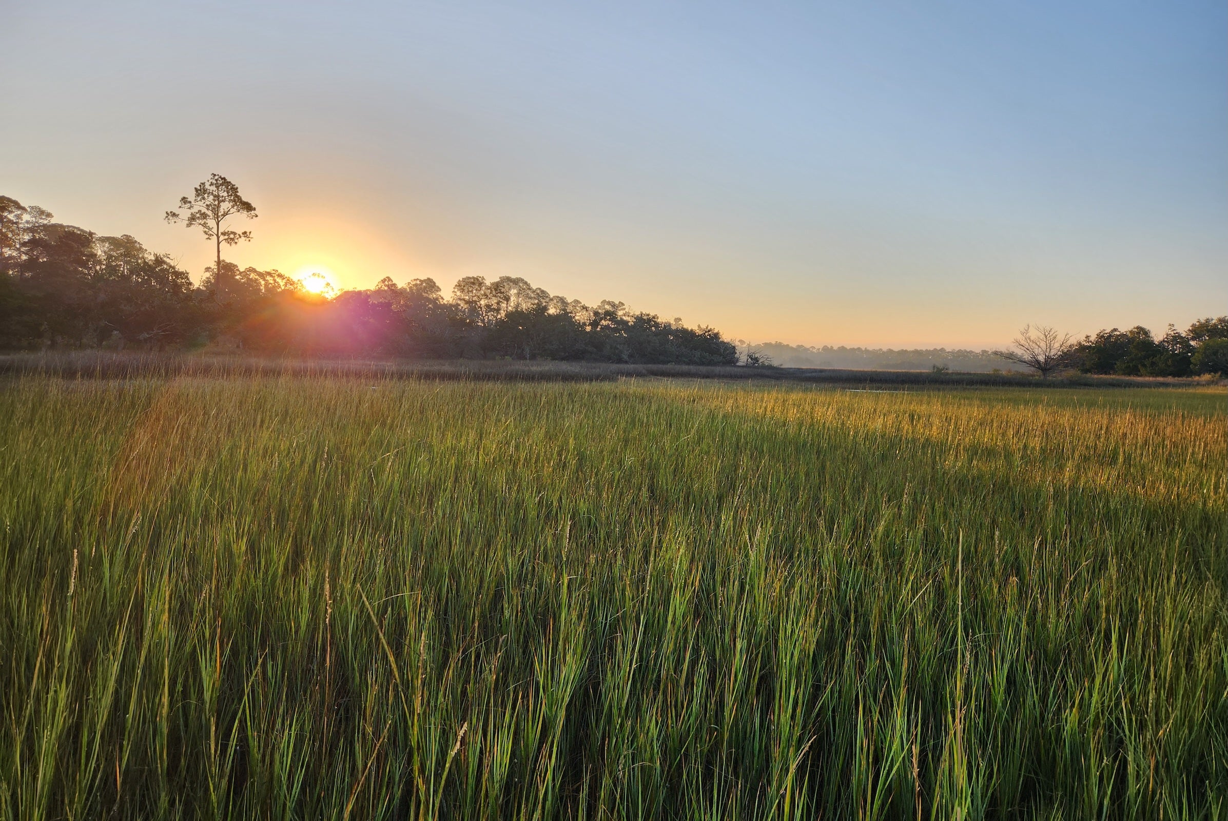 The sun rises over a marsh with a lot of greenery in the foreground and trees in the distance.