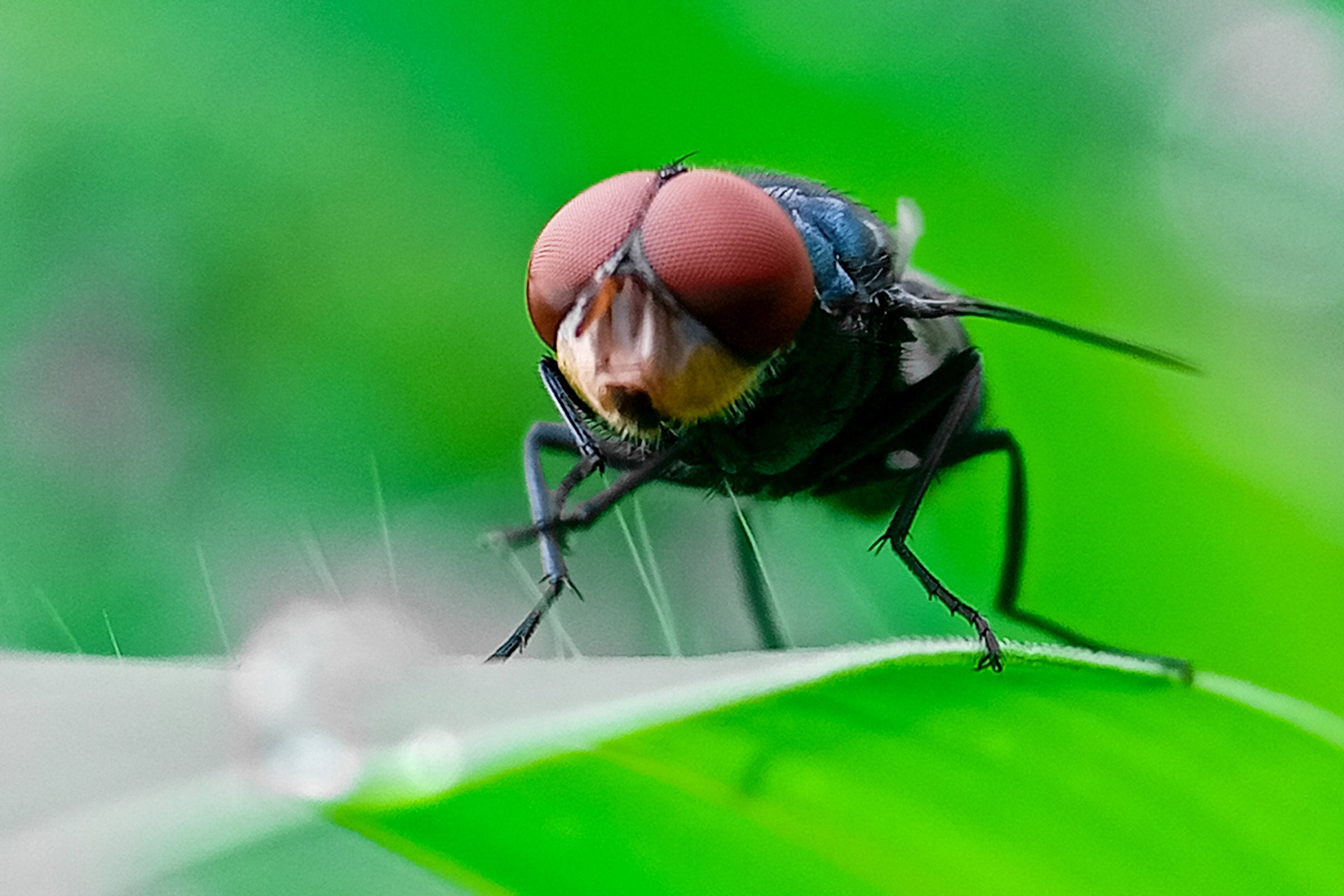 A fly with large reddish-orange eyes rests on a green leaf