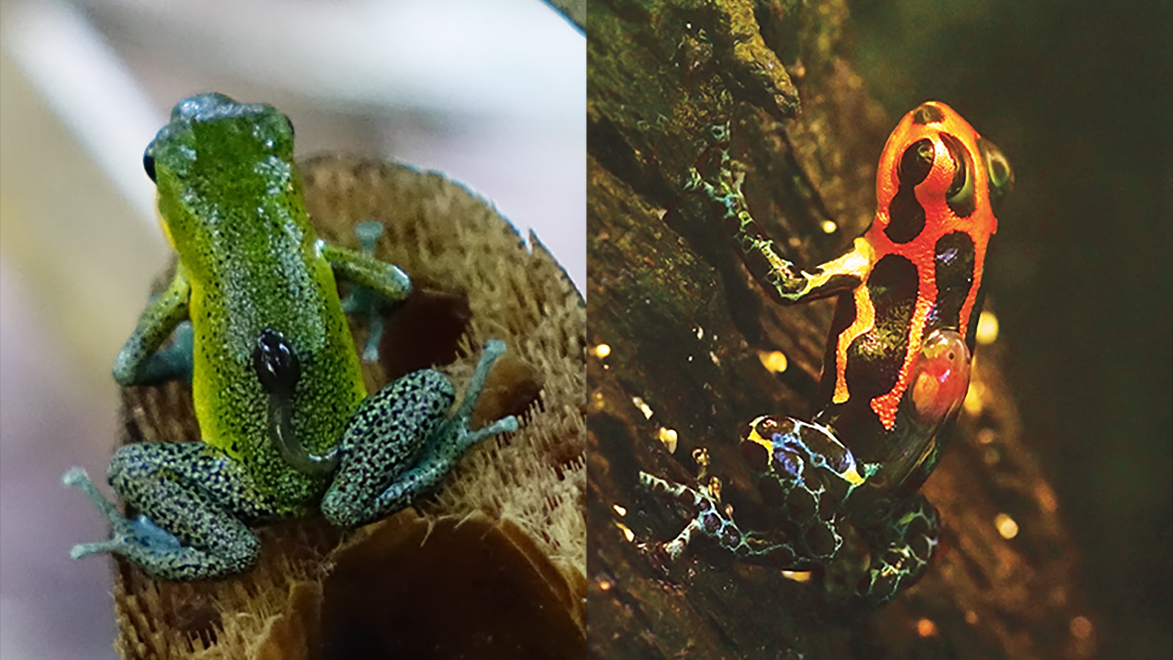 Comparison of two frogs, one green, one red and black