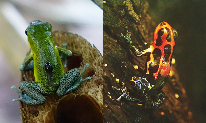 The non-monogamous strawberry poison frog is pictured on the left and the monogamous mimic poison frog is pictured on the right.