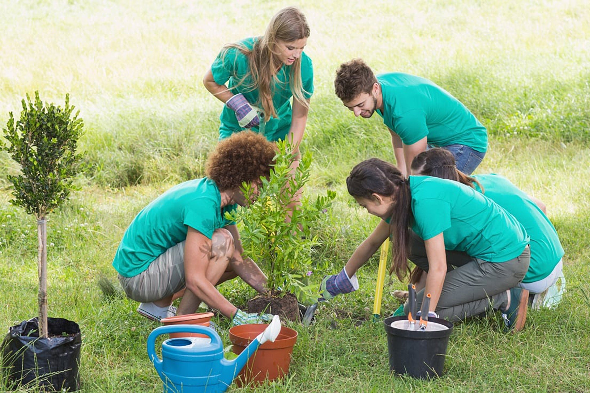 Five people plant a tree