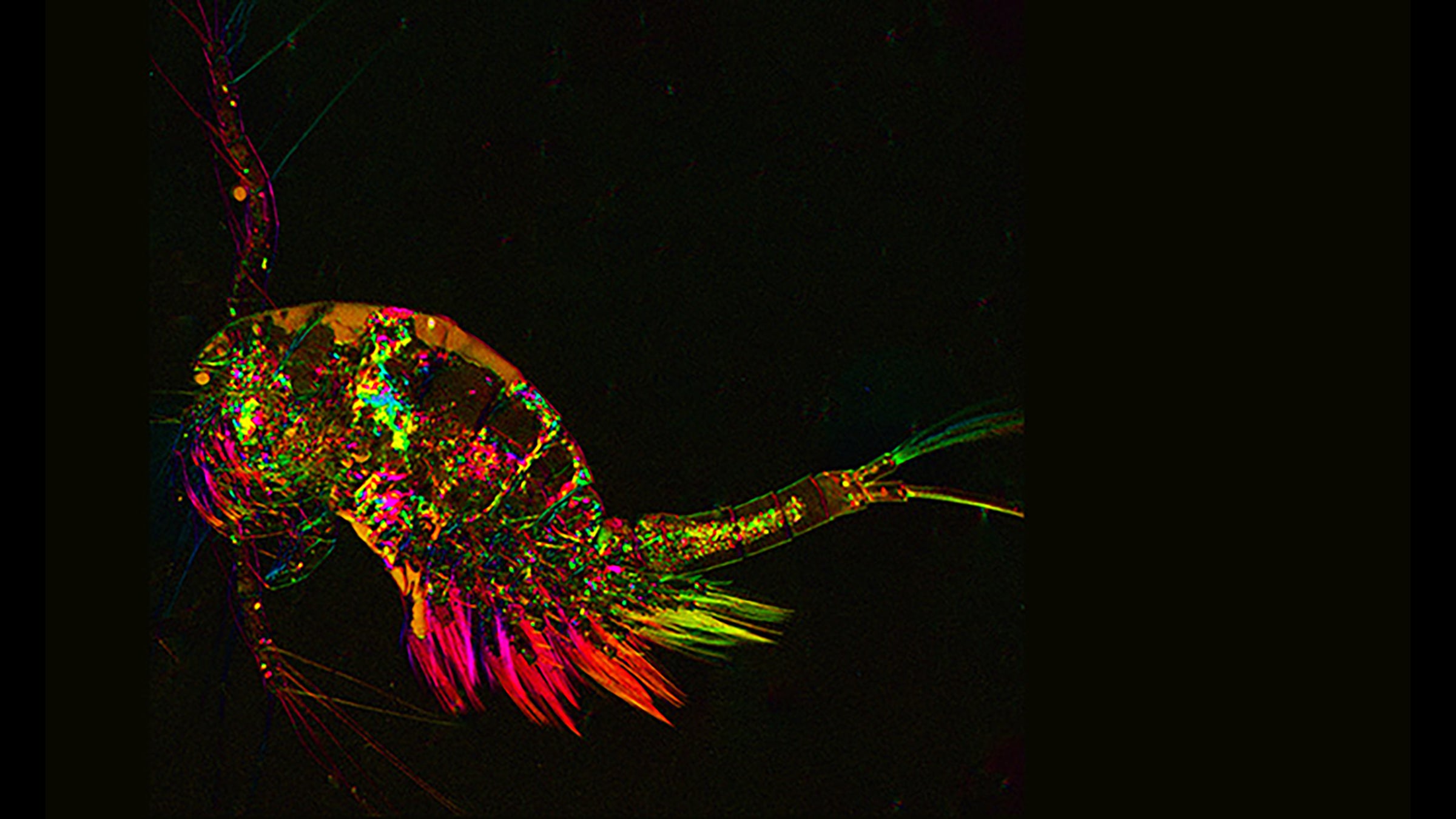 Microsope image of a colorful shrimp-like creature