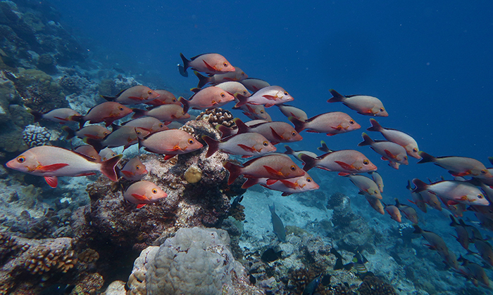 A school of red fish swim above a coral reef
