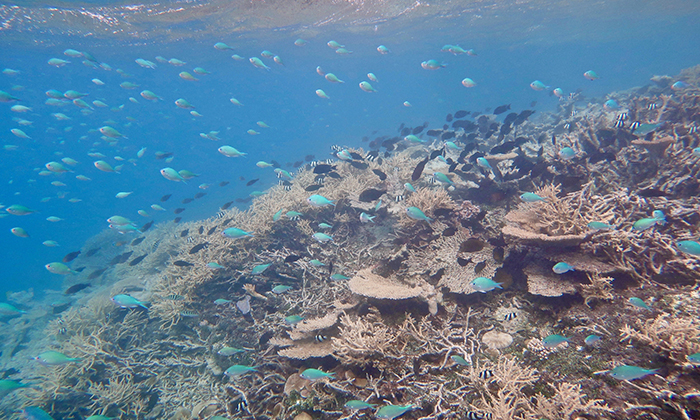 A view of a coral reef underwater