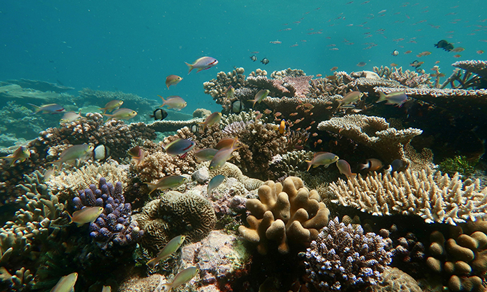 A view of a coral reef underwater