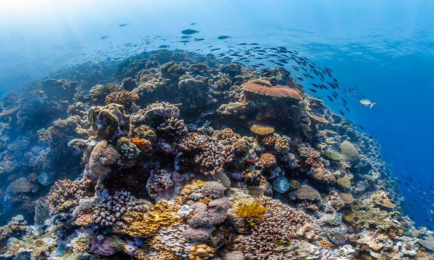 Underwater photo of a large coral reef