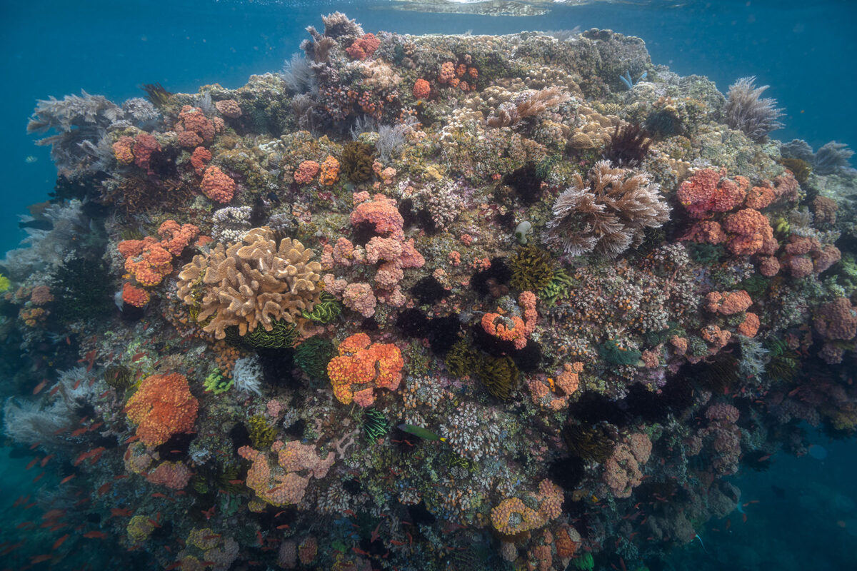 A coral reef 