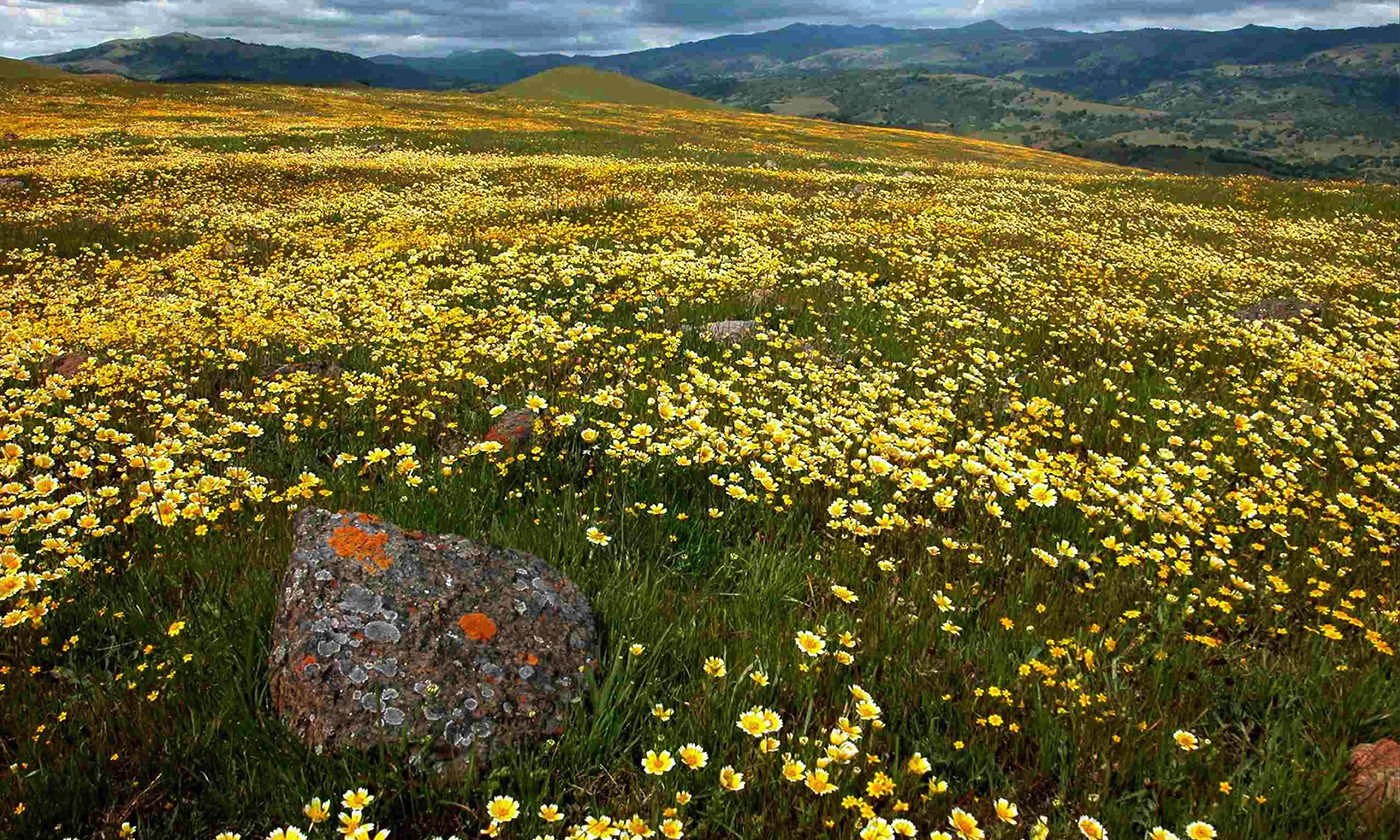 A meadow with yellow wildflowers