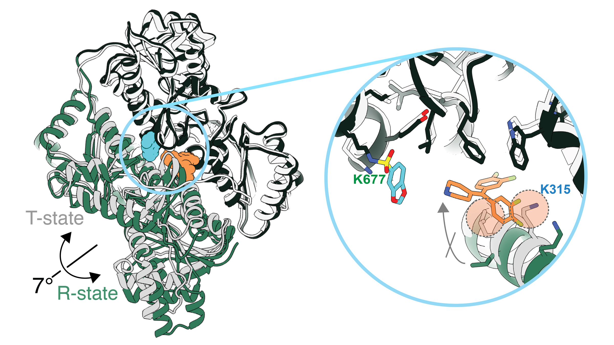 In this illustration of an enzyme, a twisted ribbon of green and white makes an irregularly shaped blob. In the middle, there are two small blobs, one blue and one orange.