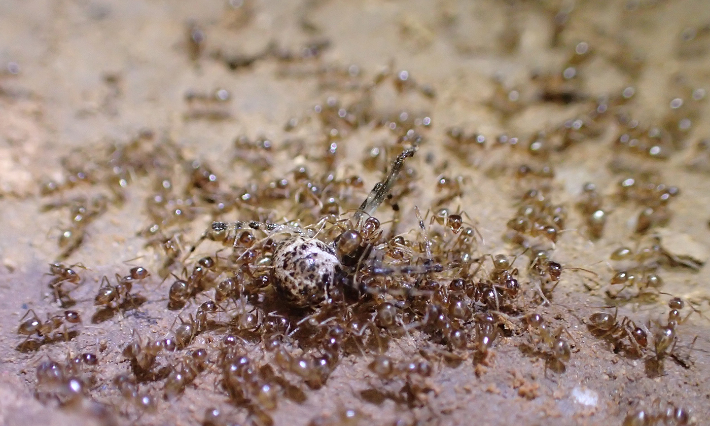 Ants swarm on a larger, dead insect