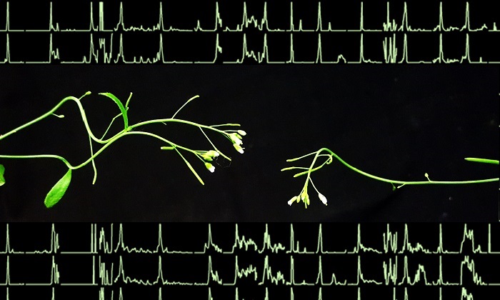 Two flowering seedlings against a black background with line graphs above and below in green