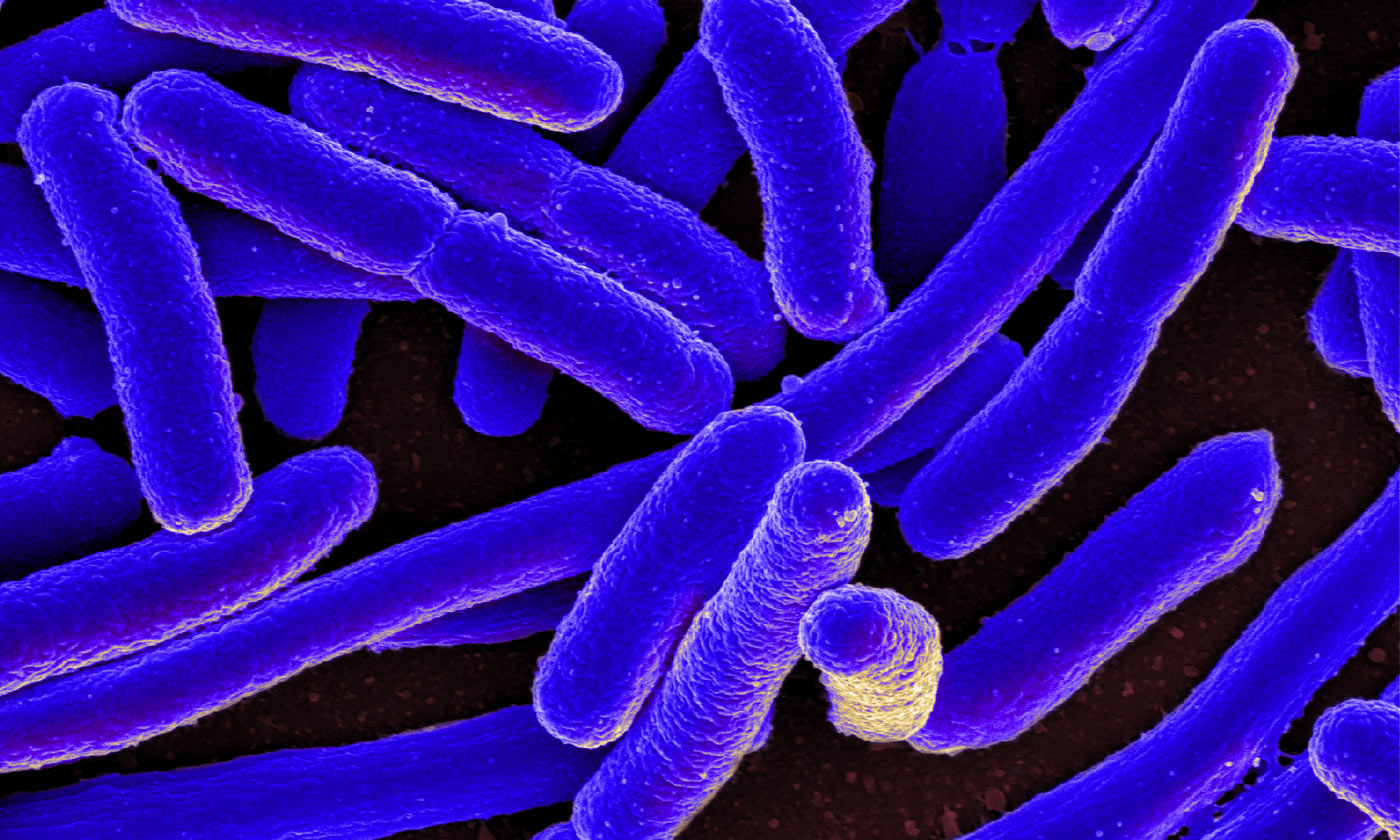Microscopic image of e.coli bacteria stained blue against a black background